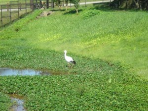 コウノトリの写真